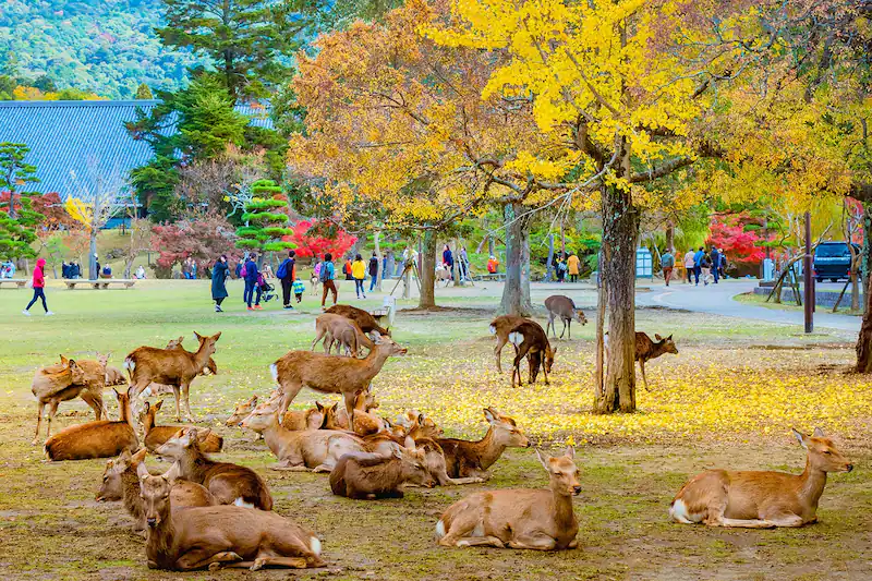 Nara park y sus ciervos