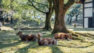 free tour por nara