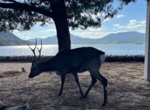 ciervo sagrado de Miyajima